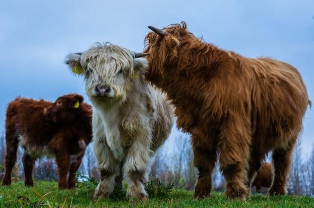 Mini Cooking Cattle Everything You Need to Know About Miniature Cattle - Top First Result